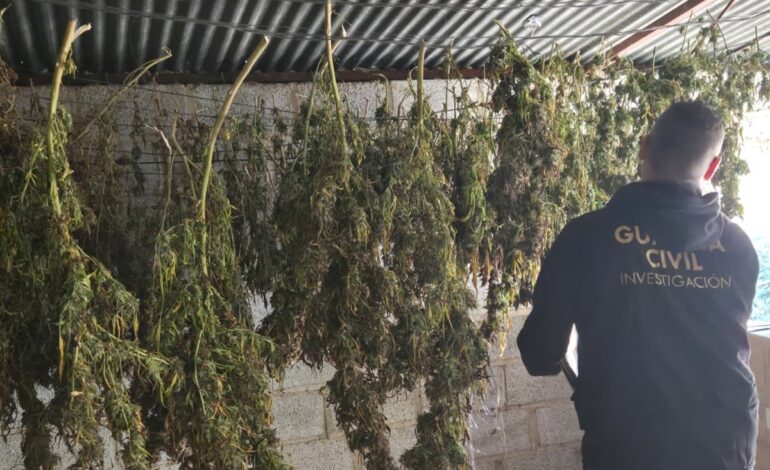 A prisión dos detenidos en una operación de Guardia Civil de Granada con 1.378 plantas de marihuana incautadas