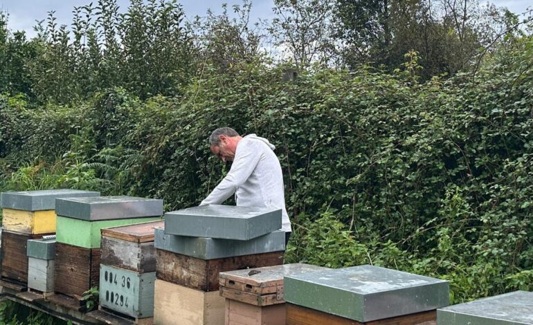 Tres muertes en dos semanas por picaduras de avispas velutinas en Galicia: «Es un peligro tremendo»