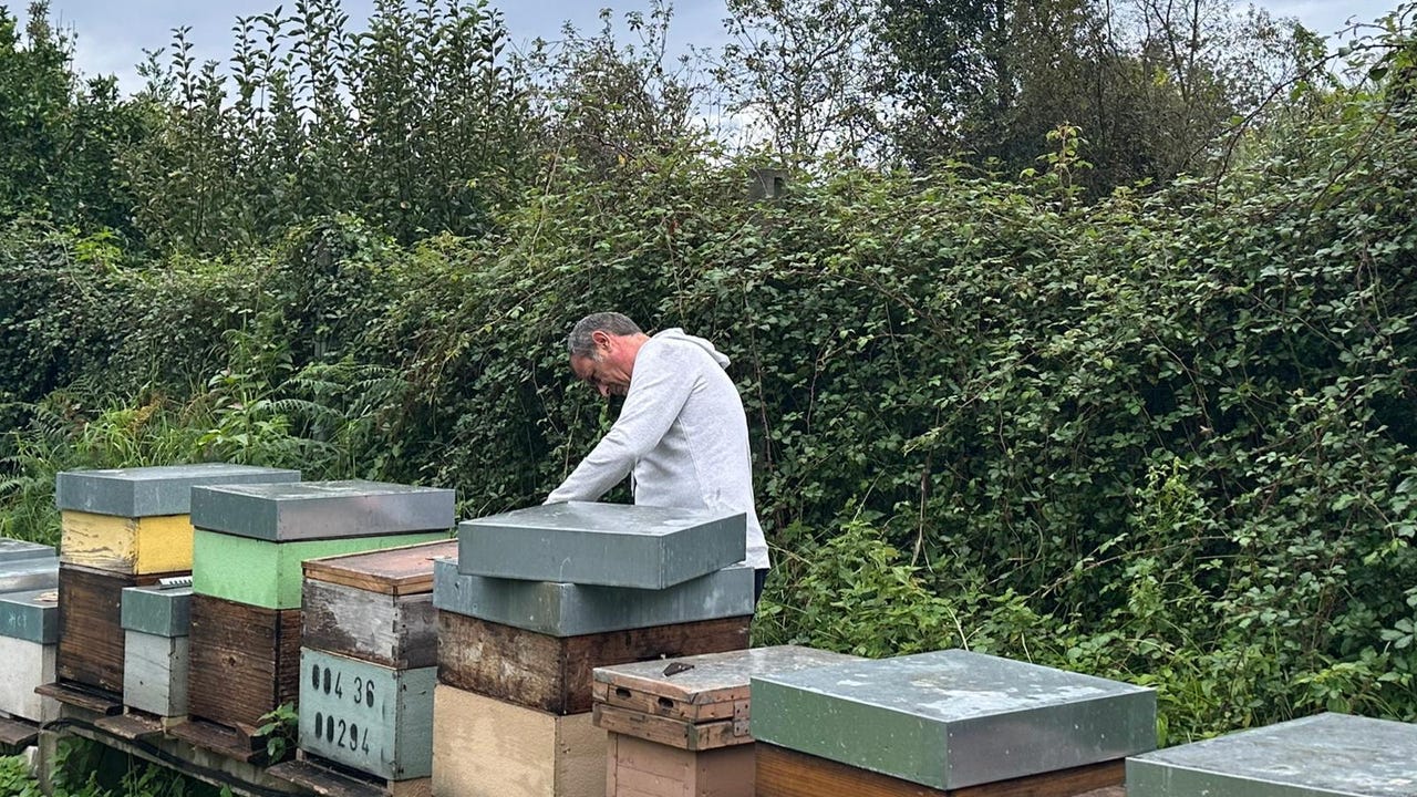 Tres muertes en dos semanas por picaduras de avispas velutinas en Galicia: «Es un peligro tremendo»