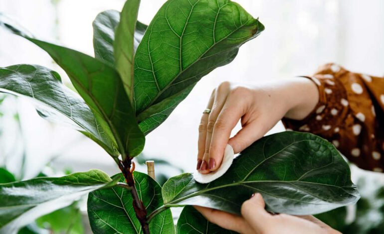 “Antes de comprar una planta en el garden revisa el envés de las hojas”