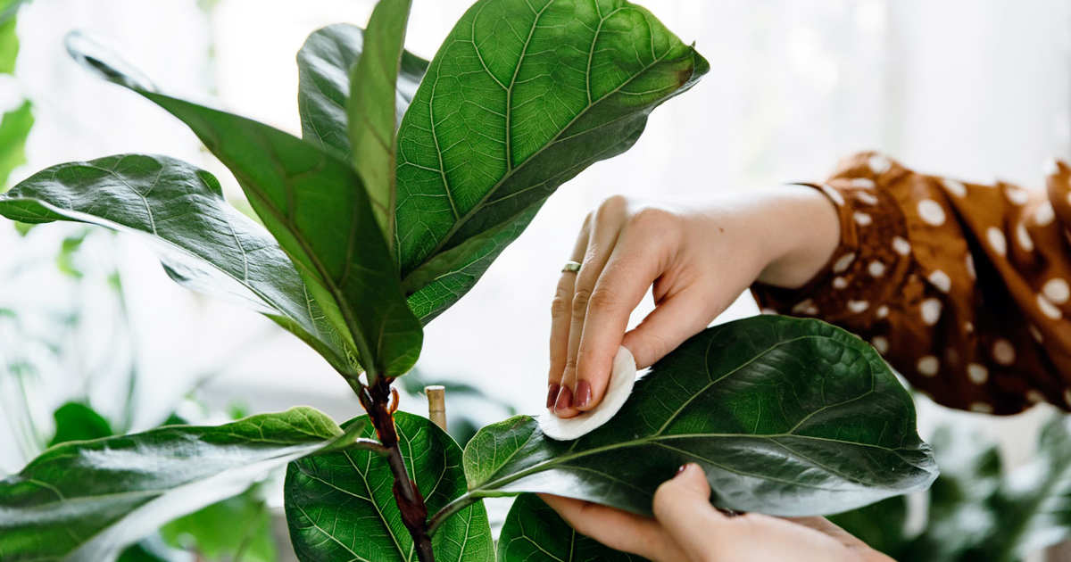 “Antes de comprar una planta en el garden revisa el envés de las hojas”