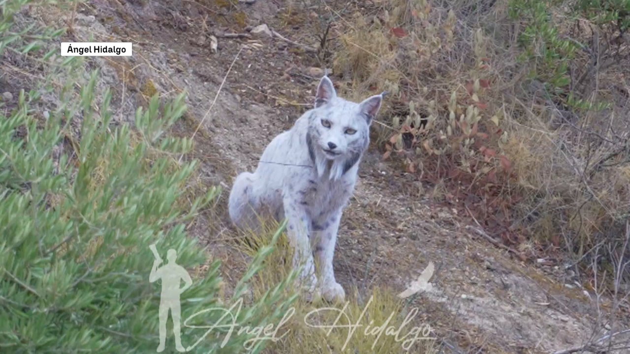 Fotografían al primer lince ibérico leucístico registrado en la Península