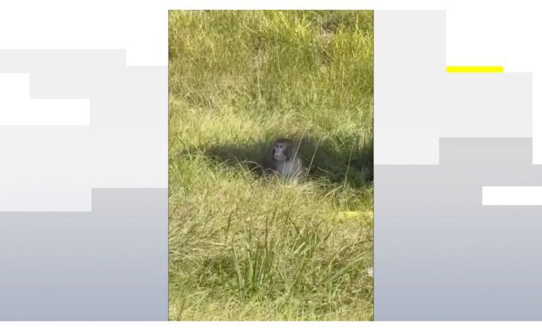 están infectados con varios virus