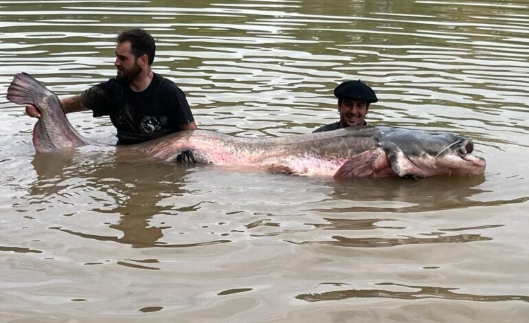 Pescan un siluro de 2,81 metros en el Río Ebro, el más grande capturado nunca en España