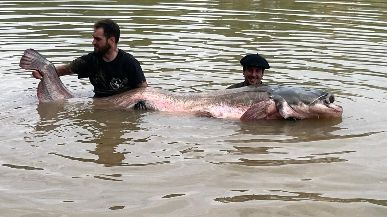 Pescan un siluro de 2,81 metros en el Río Ebro, el más grande capturado nunca en España