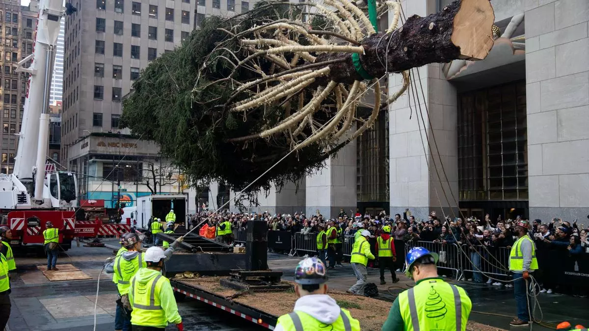 Se levanta el famoso árbol de Navidad del Rockefeller Center de Nueva York