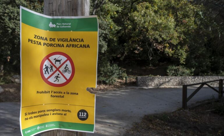 Los expertos investigan si algún elemento transportado por la AP-7 fue el foco de la peste porcina