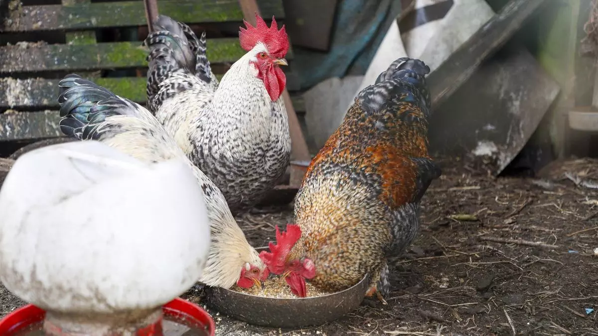 Gripe aviar H5N1: qué es, por qué se propaga tan rápidamente y cuál es el riesgo real para los humanos