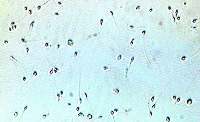 La IA logra un embarazo imposible tras detectar los dos únicos espermatozoides viables de un hombre