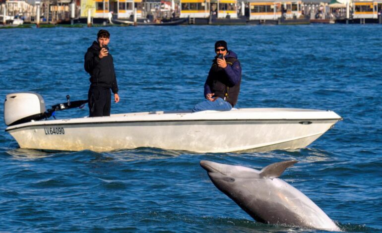 Un delfín se cuela en las aguas de Venecia situadas frente a la plaza de San Marcos para sorpresa de vecinos y turistas