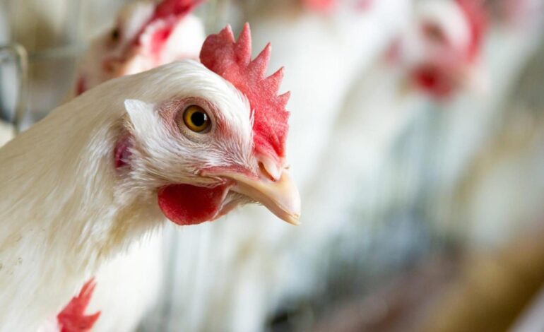 Hasta 1.200 municipios confinan a gallinas y pollos, desde Andalucía a Cataluña, ante el avance de la gripe aviar