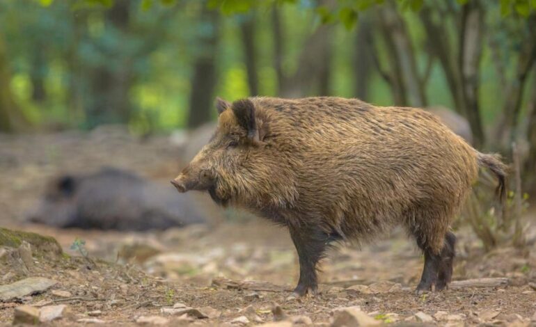 México suspende las importaciones de carne de cerdo de España ante el brote de peste porcina africana