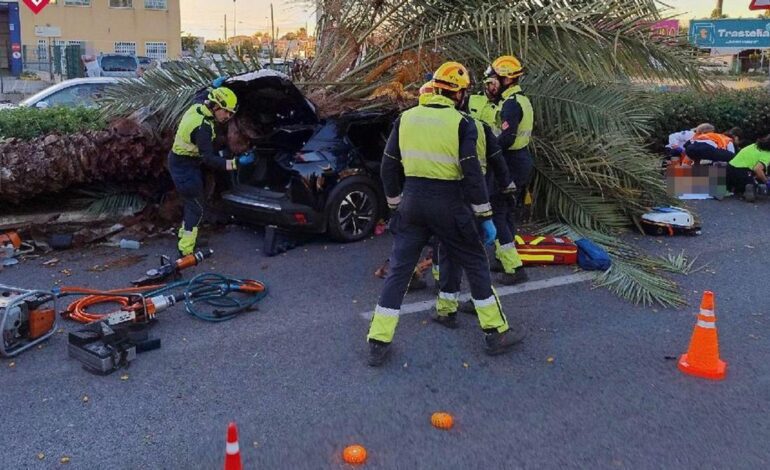 Muere un joven de 22 años al caerle una palmera sobre el coche que conducía en Torrevieja