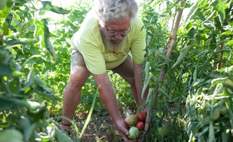 El auge de la proteína vegetal da una segunda vida a hortalizas en vías de extinción