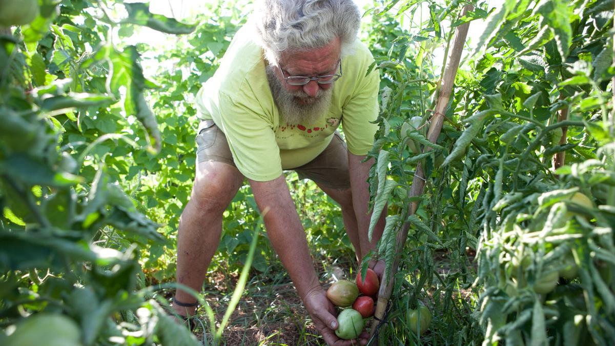 El auge de la proteína vegetal da una segunda vida a hortalizas en vías de extinción