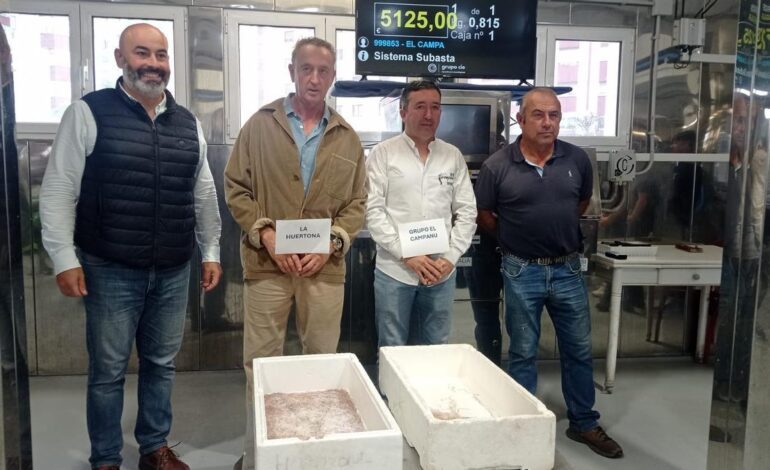 La primera angula de la temporada en Ribadesella se paga a 5.125 euros el kilo