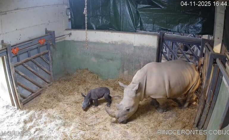 RINOCERONTE NACIMIENTO BIOPARC | El emotivo nacimiento de un rinoceronte blanco en el Bioparc de Valencia