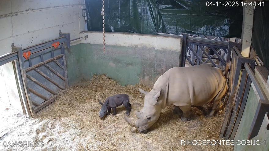 RINOCERONTE NACIMIENTO BIOPARC | El emotivo nacimiento de un rinoceronte blanco en el Bioparc de Valencia