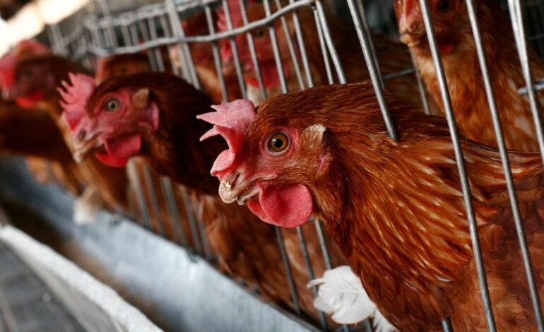 La resistencia del virus de gripe aviar a la fiebre los convierte en una posible amenaza para los humanos