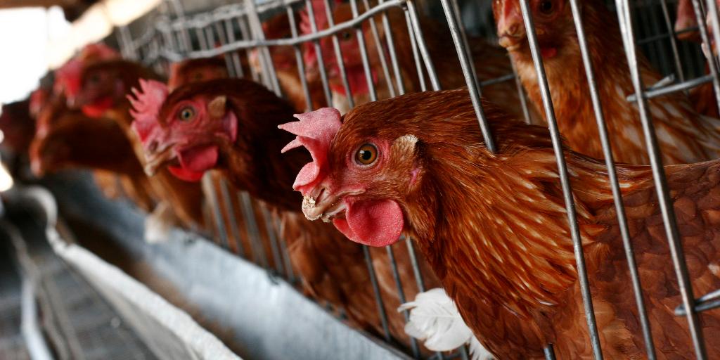 La resistencia del virus de gripe aviar a la fiebre los convierte en una posible amenaza para los humanos