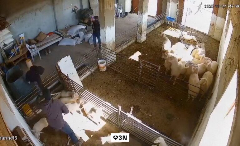 colonos israelíes matan ovejas en ataques a granjas y casas palestinas en Cisjordania