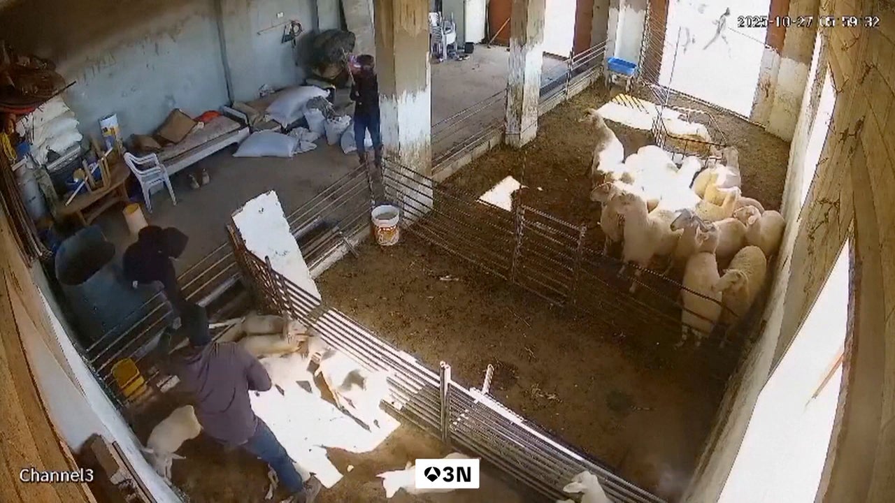 colonos israelíes matan ovejas en ataques a granjas y casas palestinas en Cisjordania