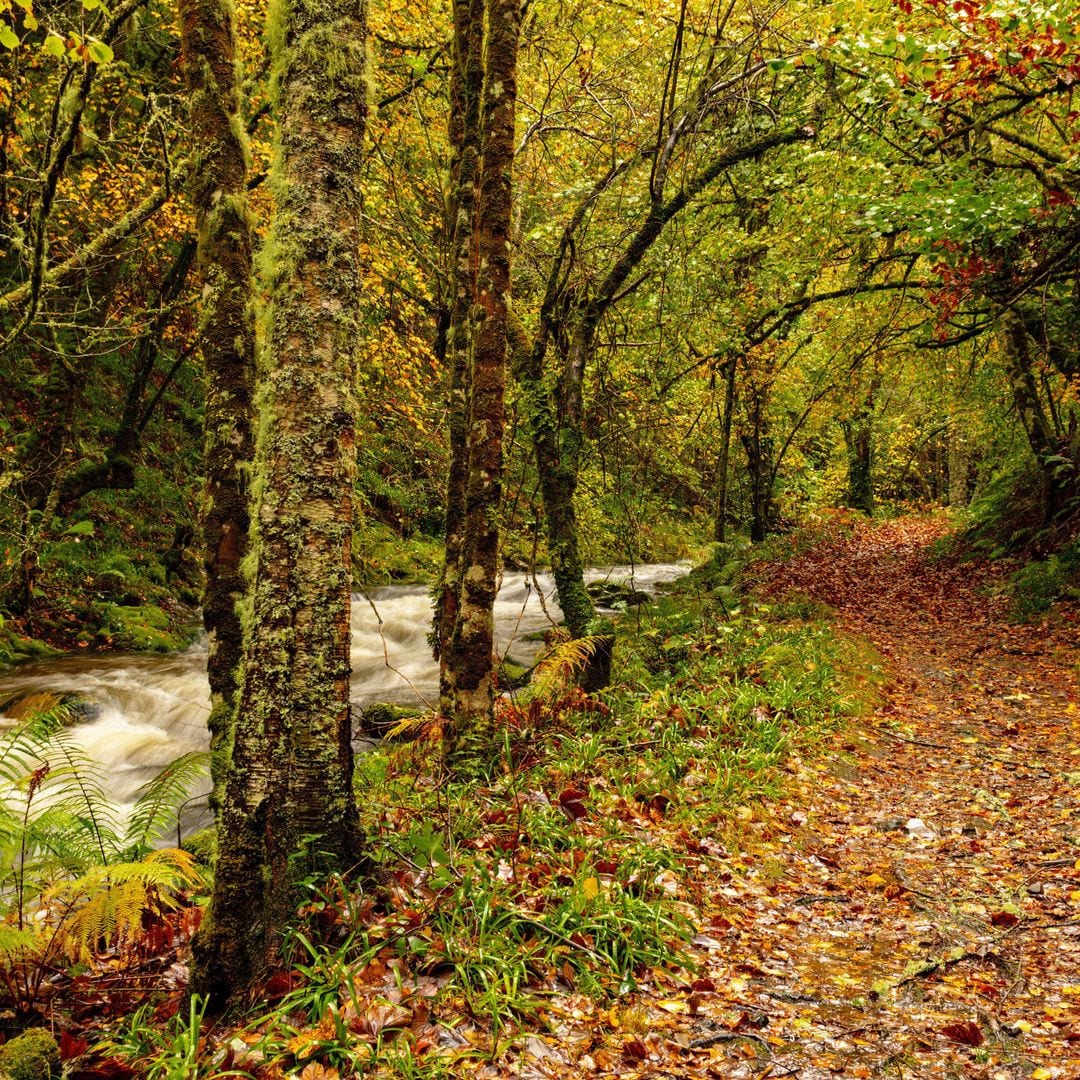 Reserva Natural estricta de Muniellos, entre los municipios de Cangas del Narcea e Ibias, ASturias