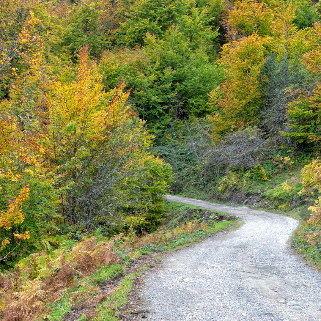 Bosque de peloño en Asturias. Uno de los hayedos más grandes y mejor conservados de España