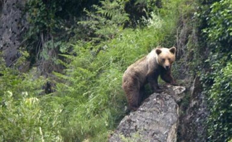 despliegan al Ejército tras la muerte de 13 personas