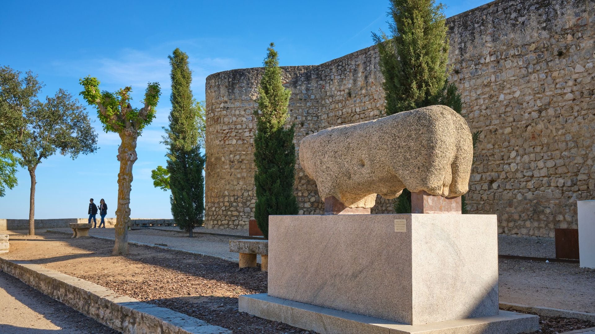 Jabalí en la localidad de Toro, Zamora