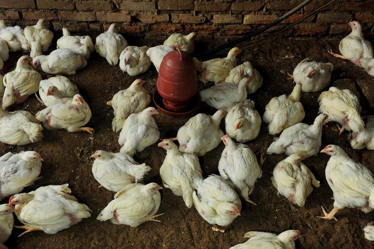 Granja de pollos, en una imagen de archivo.