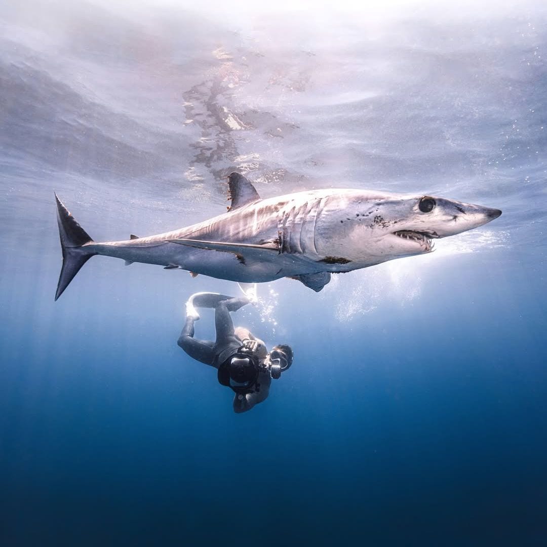 Gotzon mantuliz y tiburón mako, Baja California Sur, México