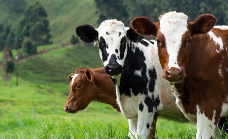 Unas vacas se cuelan en un túnel de Rodalies Renfe en Cataluña y provocan que algunos lleguen “muu- muu tarde”