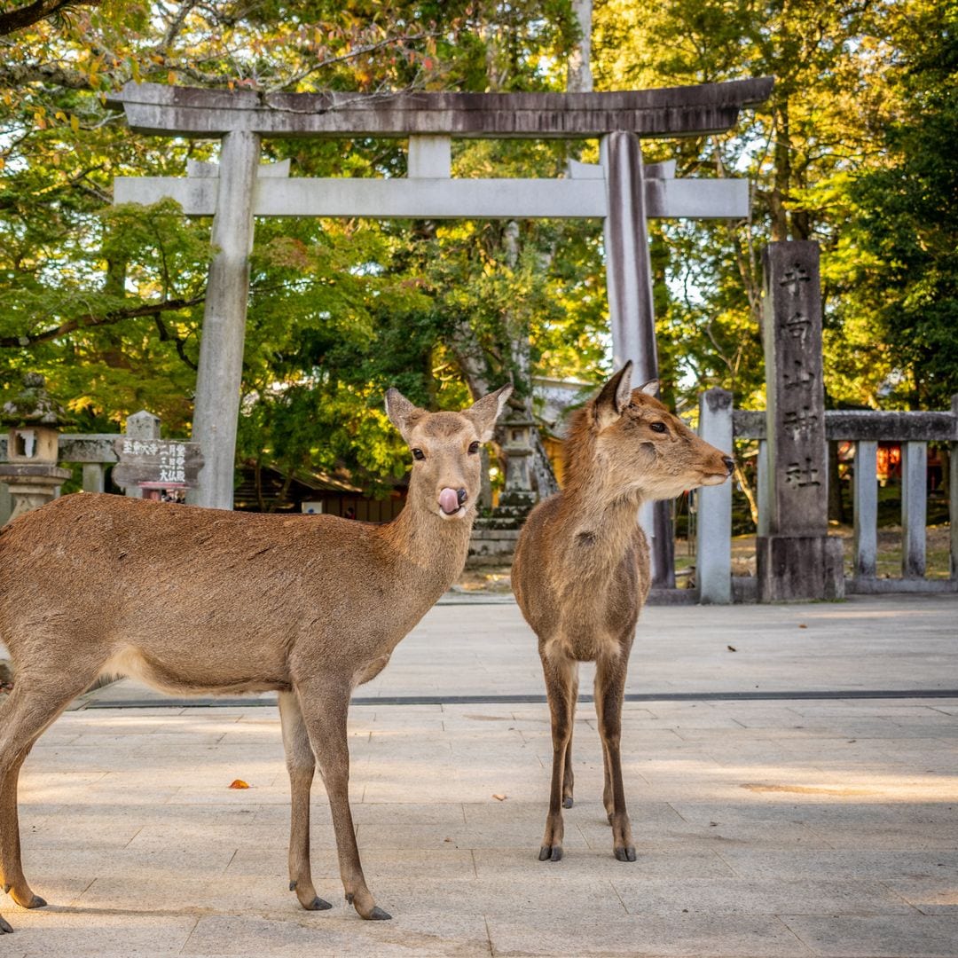 Cerf à Nara, Japon