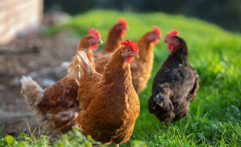 El Gobierno confina todas las explotaciones de aves de corral al aire libre en España por la gripe aviar