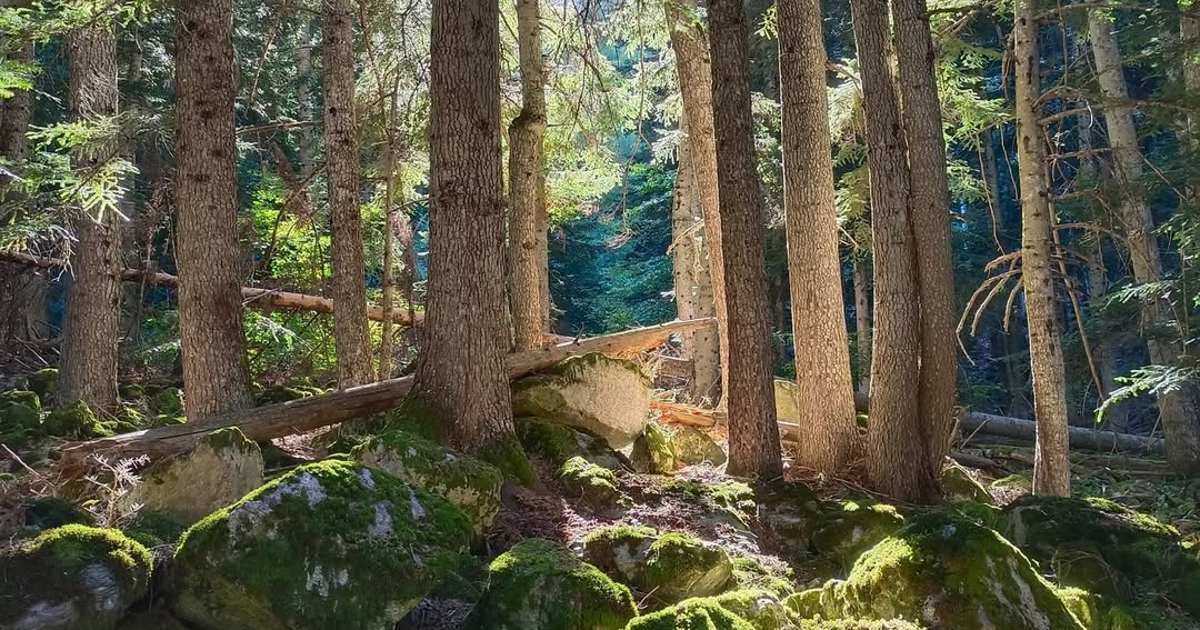 aquí se esconde el mago Merlín y abetos con seres fantásticos