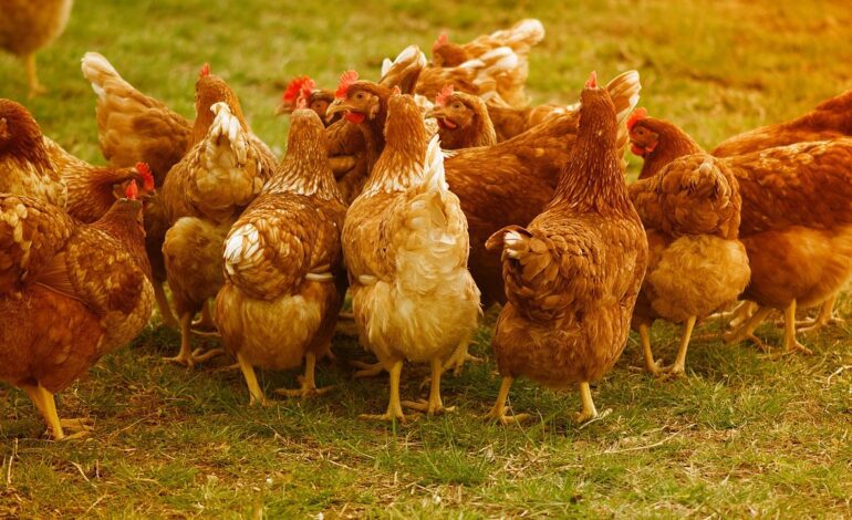 esto es lo que sabemos de la gripe aviar