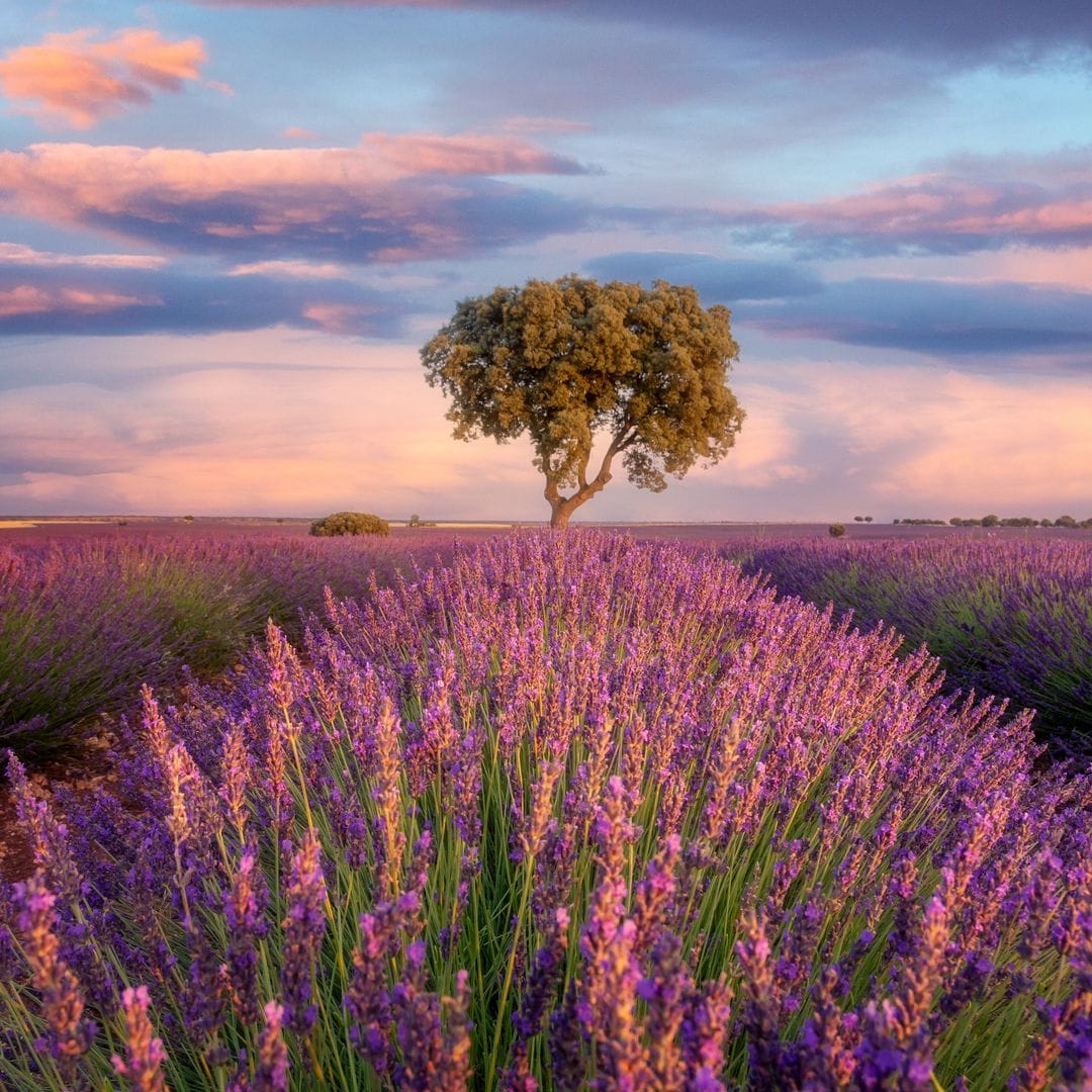 Campos de lavanda, Brihuega, Guadalajara