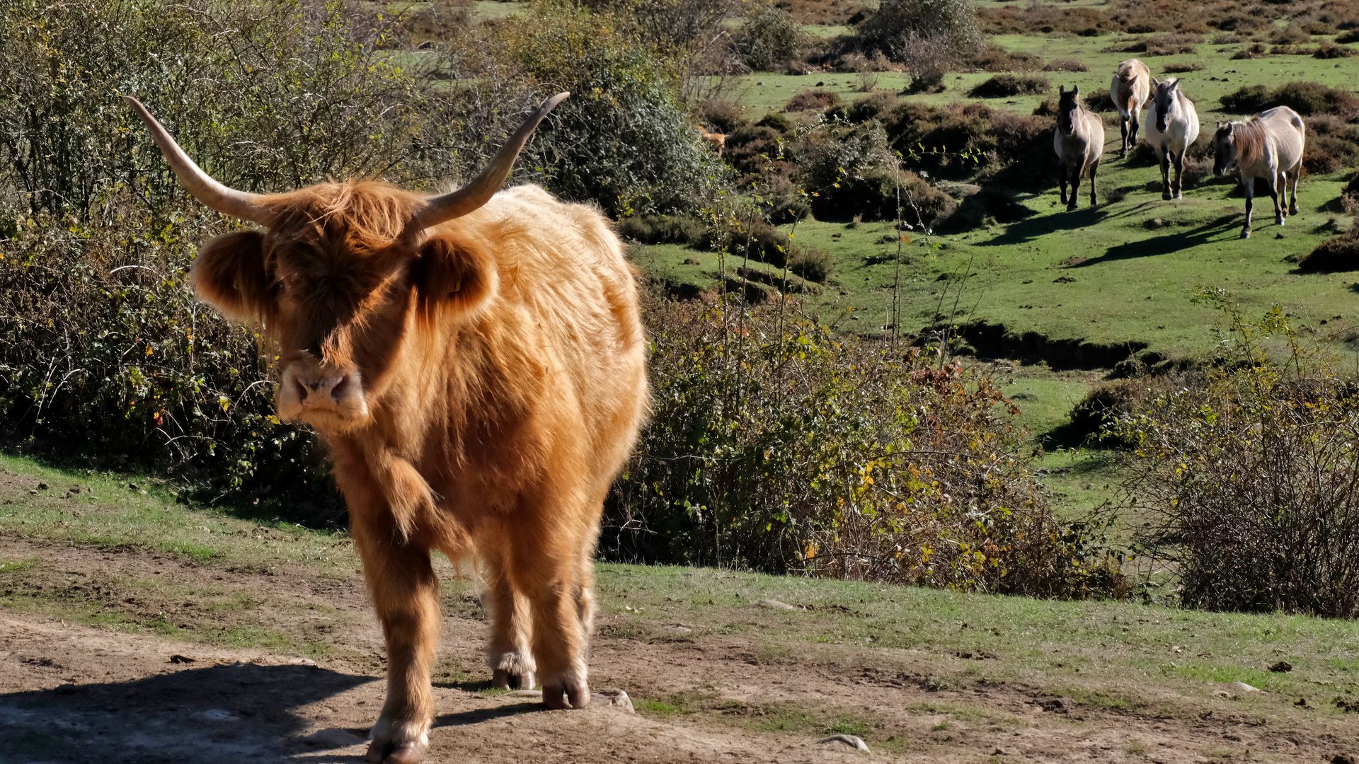 Uros y caballos de Przewalsky, Paleolítico Viviente, Salguero de Juarros, Burgos