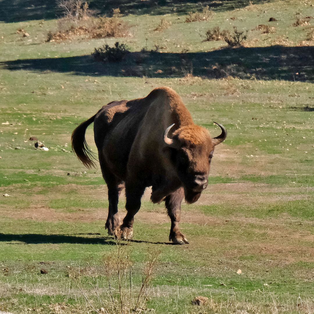 Bisonte paleolítico vivo, Salguero de Juarros, Burgos