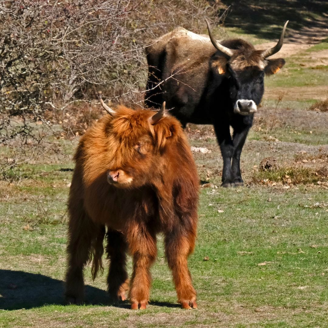 Uros, Paleolítico Viviente, Salguero de Juarros, Burgos