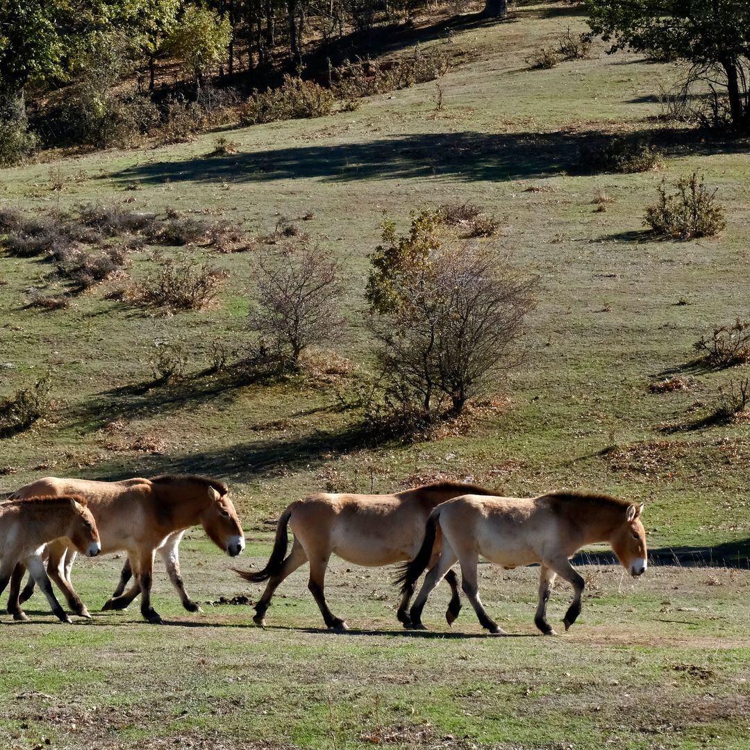 Caballos de Przewalsky, Paleolítico Viviente, Salguero de Juarros, Burgos