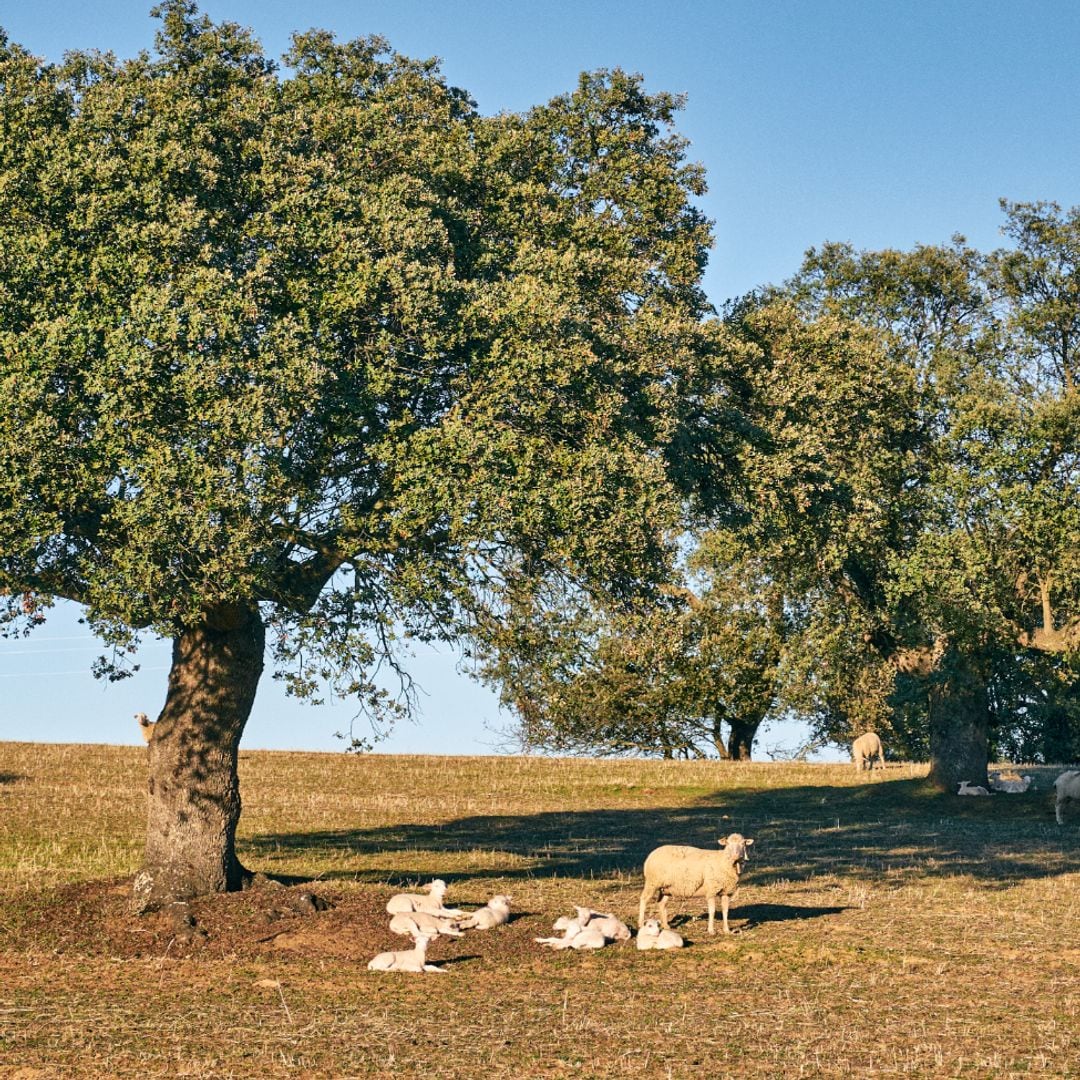 Moutons mérinos dans le pâturage de Los Pedroches, Cordoue