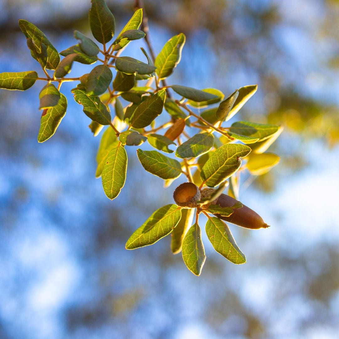 Prairie de chênes, Los Pedroches, Cordoue