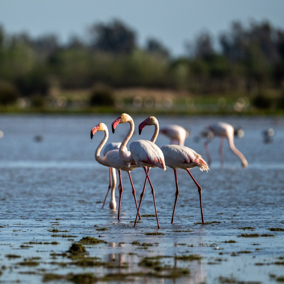 Flamencos en el Parque Nacional de Doñana, El Rocío, Huelva
