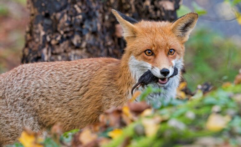 Muere un zorro en Zaragoza y se confirma el primer caso de un animal fallecido por gripe aviar