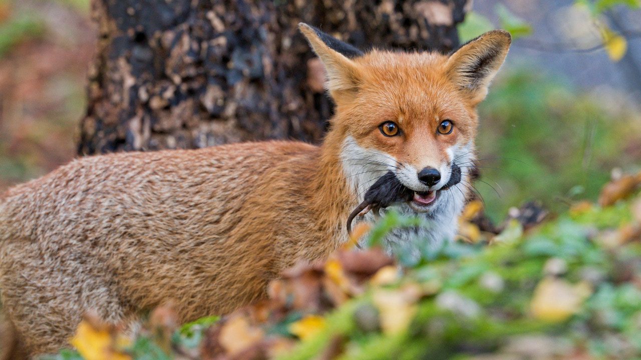 Muere un zorro en Zaragoza y se confirma el primer caso de un animal fallecido por gripe aviar