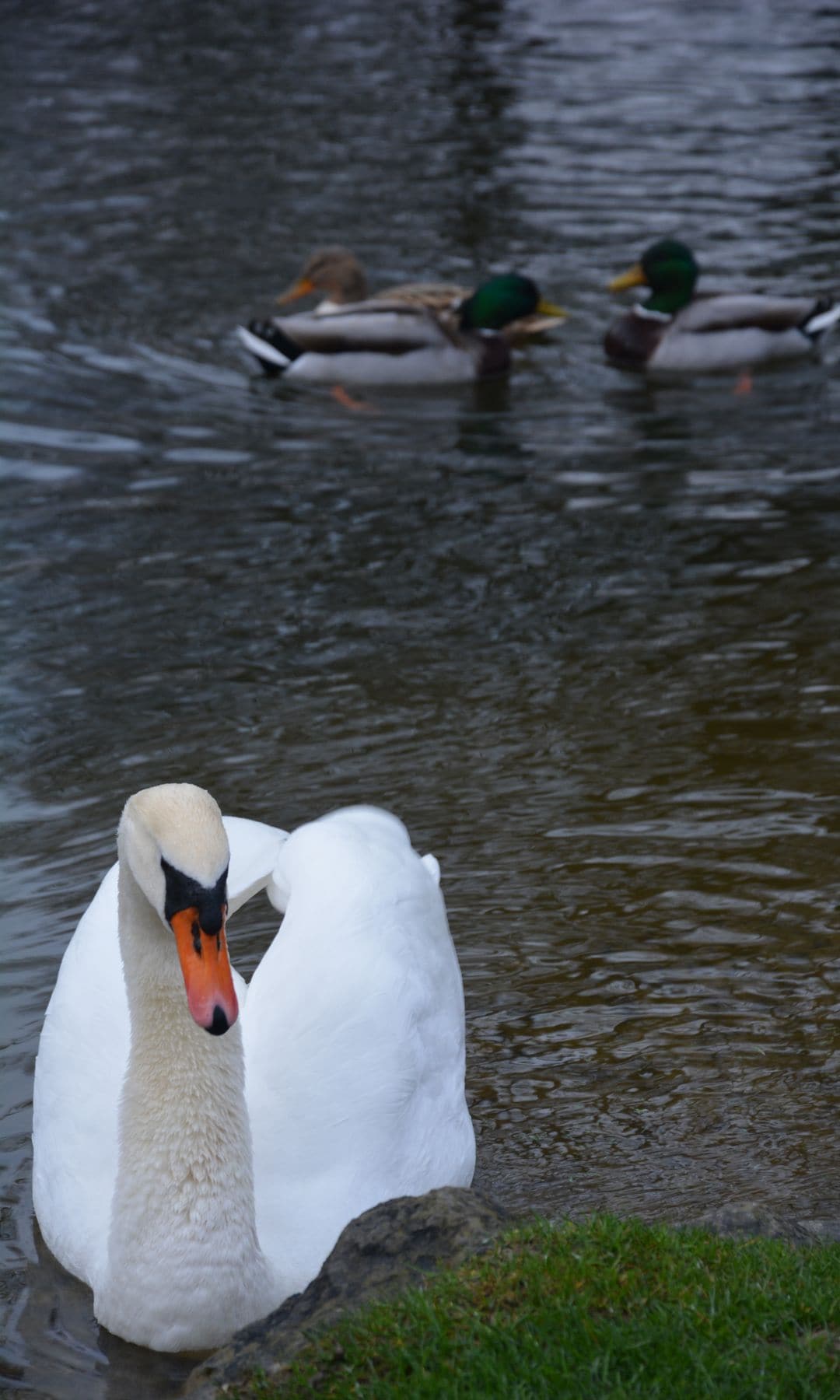 Cisne y patos en los jardines ingleses de Munich.