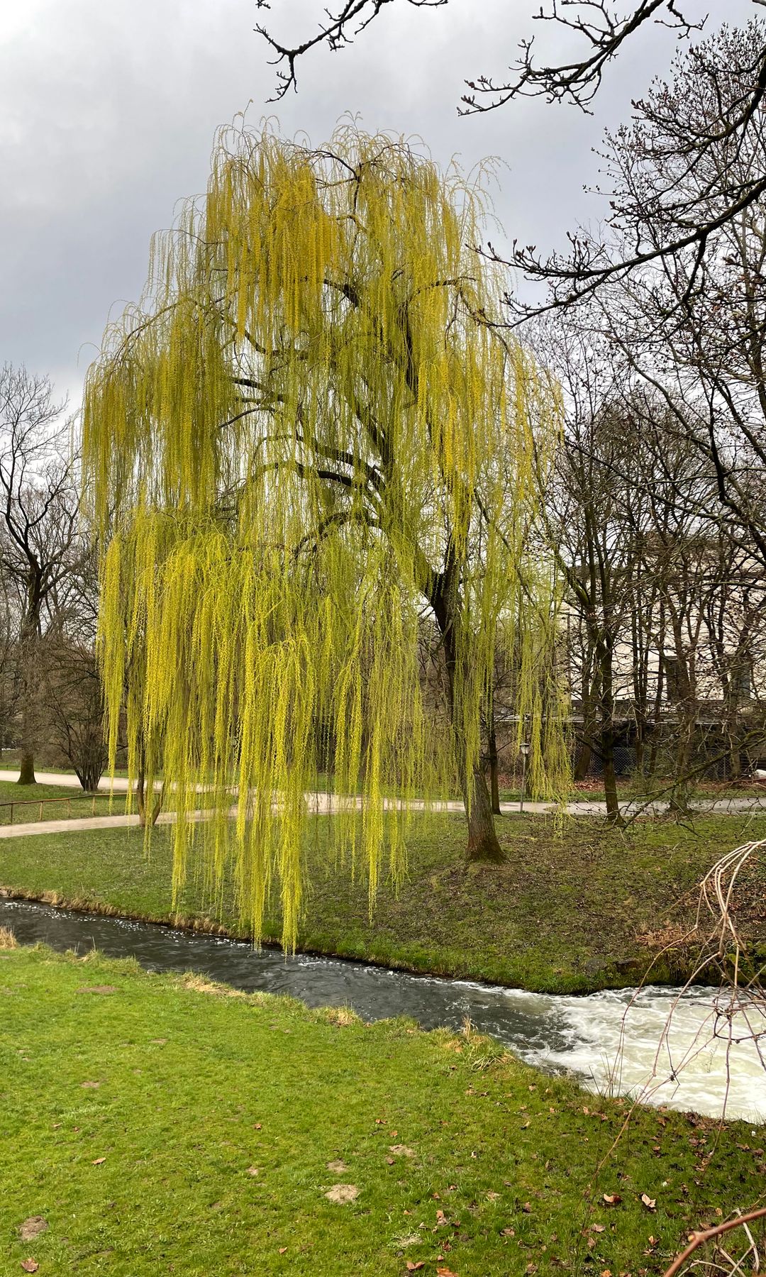 Sauce en los jardines ingleses de Munich.