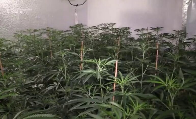 Detienen a un hombre en Jaén por una agresión sexual y descubren en su casa una plantación de Marihuana